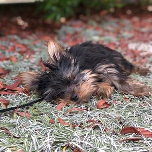 Meet your Posher, Dara